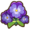 Pansy.png