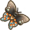 Pipevine swallowtail butterfly.png