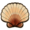 King scallop.png