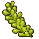 Sea grapes.png