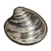 Quahog.png