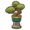 Regal bonsai.png