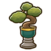 Regal bonsai.png