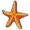 Common starfish.png