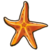 Common starfish.png