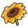 897Sunflower.png