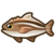 Cobia.png