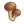 Sea mushroom.png