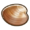 Cherrystone clam.png