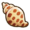 Junonia shell.png