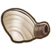 Steamer clam.png