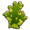 Sea lettuce.png