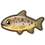 Brown trout.png