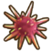 219Red Sea Urchin.png