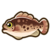 Grouper.png